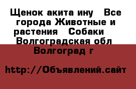 Щенок акита ину - Все города Животные и растения » Собаки   . Волгоградская обл.,Волгоград г.